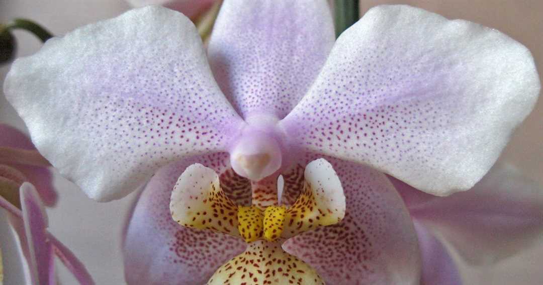 Орхидея филадельфия фото