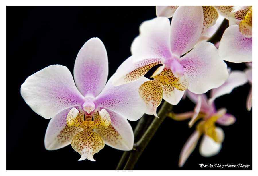 Филадельфия орхидея фото