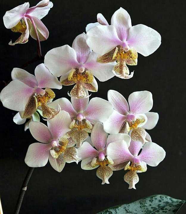 Фото орхидеи филадельфии