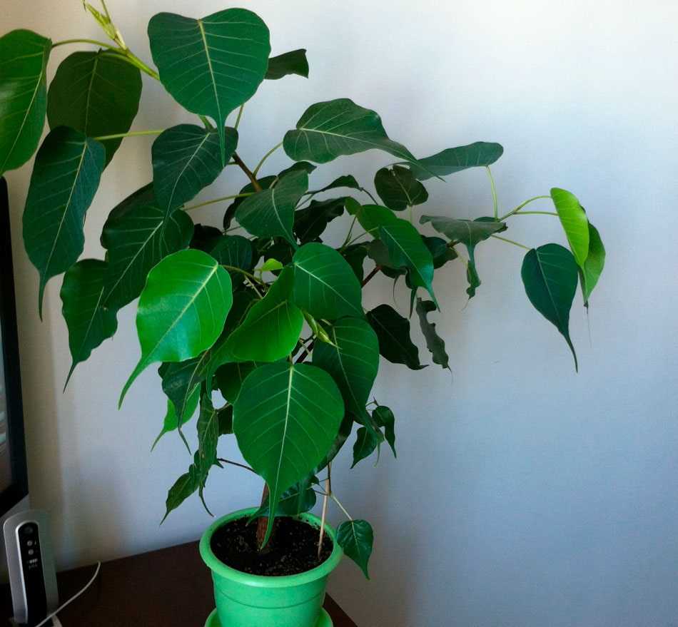 Фикус Религиозный (Ficus religiosa)