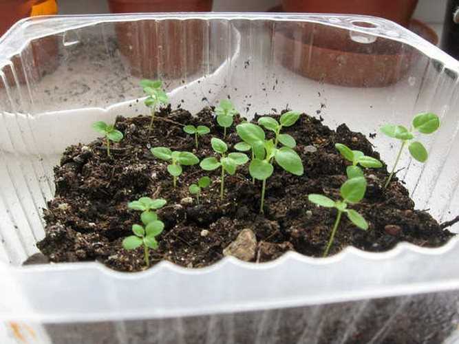 Выращивание фикуса священного эдем из семян
