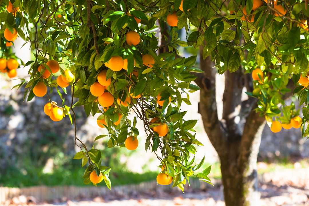 Апельсиновое дерево: идеальное место для выращивания в домашних условиях