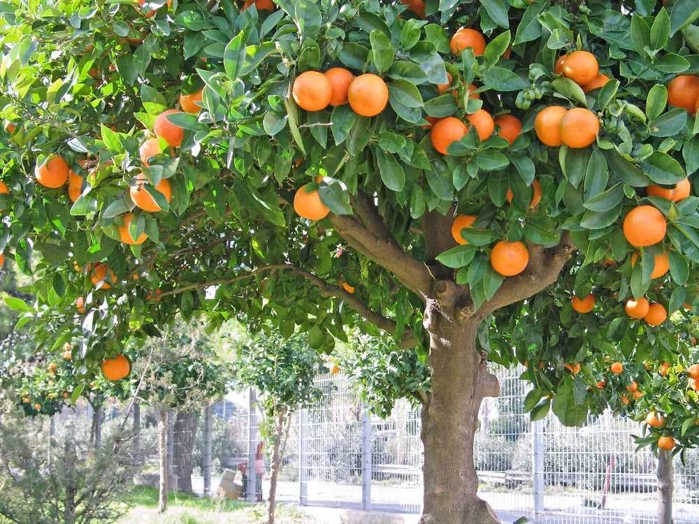 Уход за апельсинами