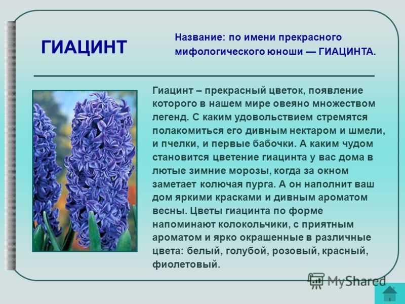 Как выглядит гиацинт в период цветения?