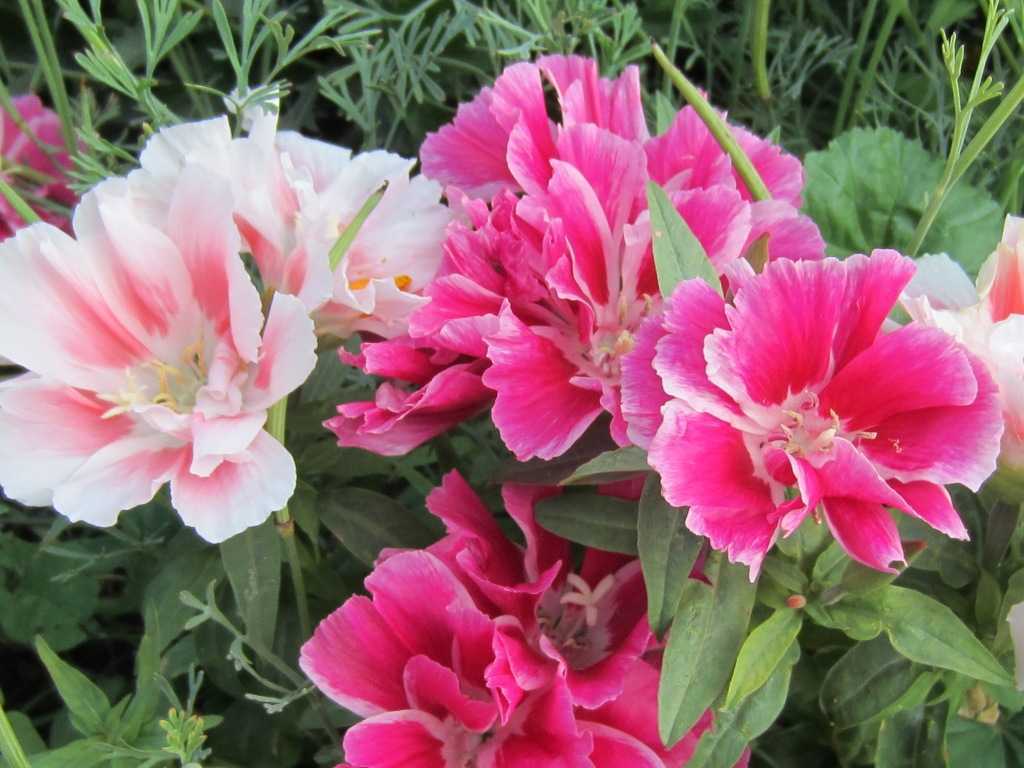Цветы годеции: роскошь природы на вашем садовом участке