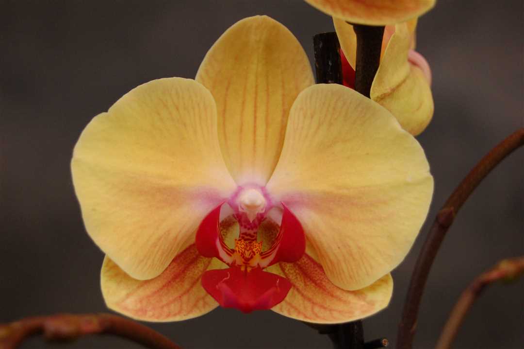 Крем орхидея Бьюти