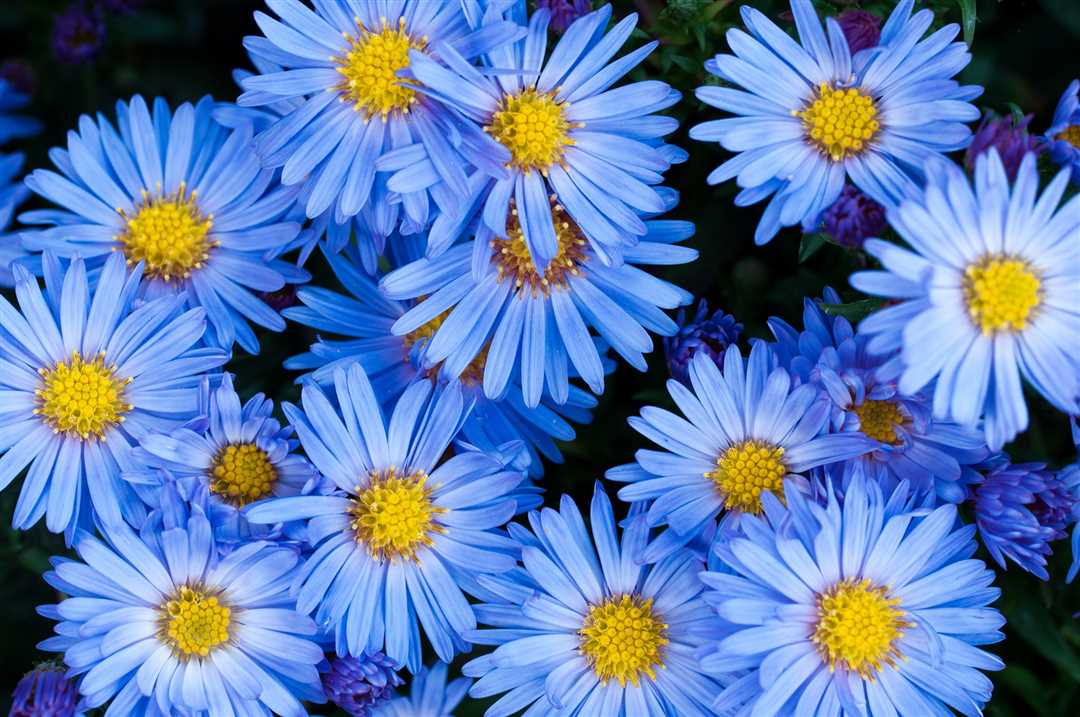 Какие растения имеют голубые цветы?