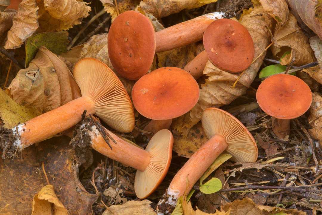 Характеристики гриба краснушка