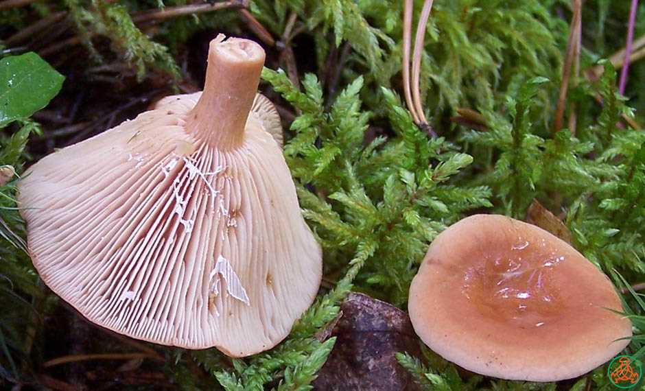 Как различить гриб краснушка от других видов