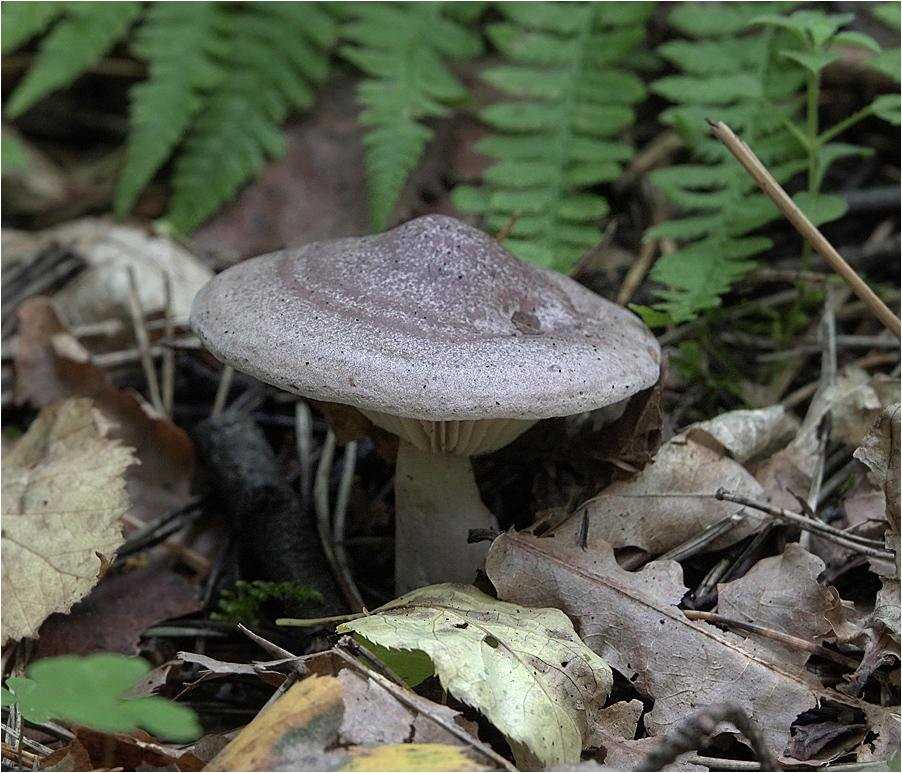 Фото грибов серушки