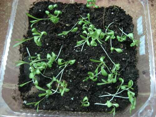 Семена гвоздики травянки: простой способ выращивания