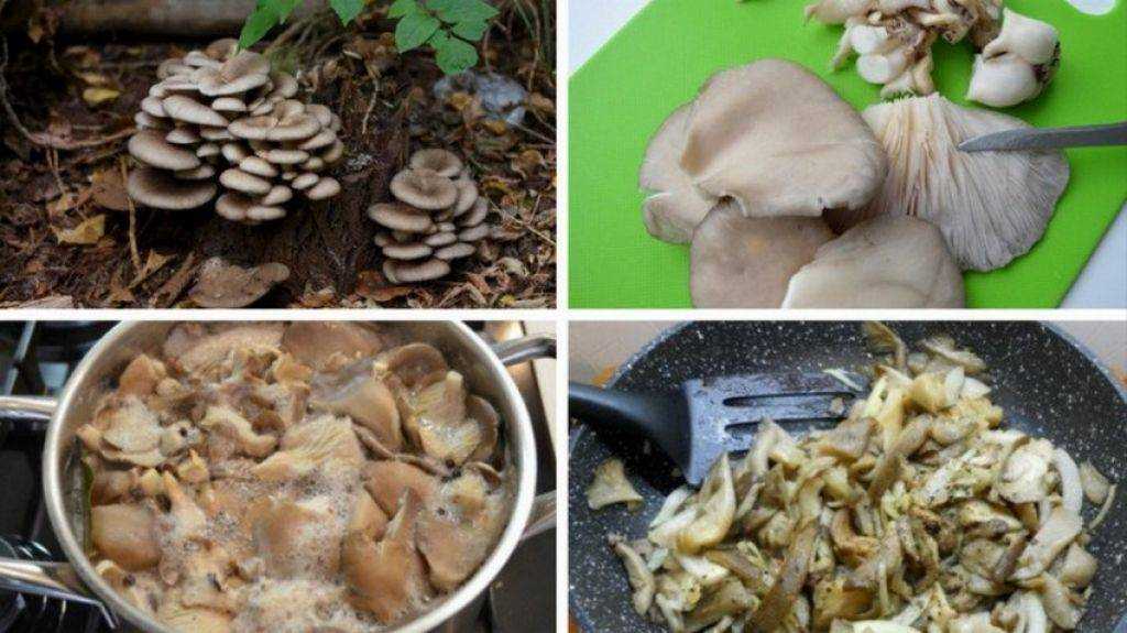 Как чистить грибы вешенки без ошибок: советы и рекомендации