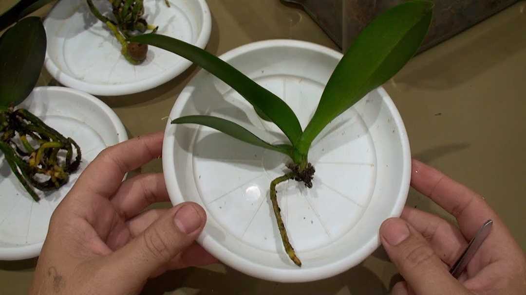 Реанимация орхидеи фаленопсис без корней