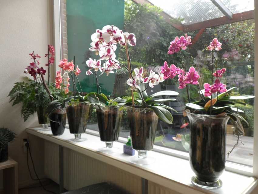 Как узнать сколько лет орхидеи