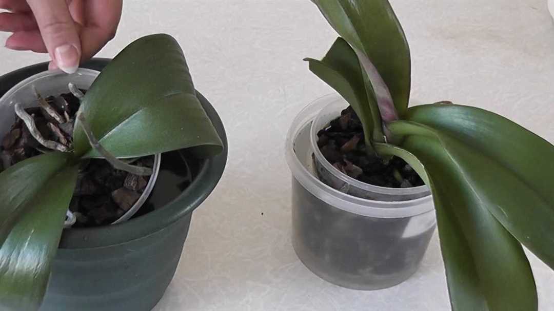 Как поливать орхидеями в домашних условиях