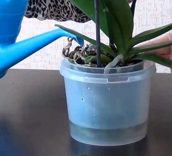 Как часто поливать орхидеи?