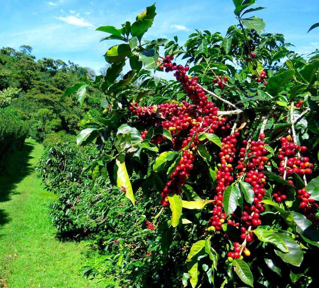 Как растет кофейное дерево: особенности и этапы развития