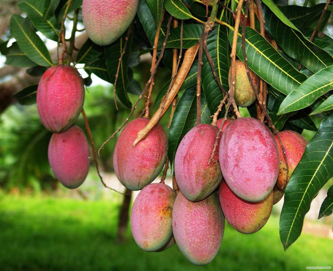 Как растет манго в домашних условиях