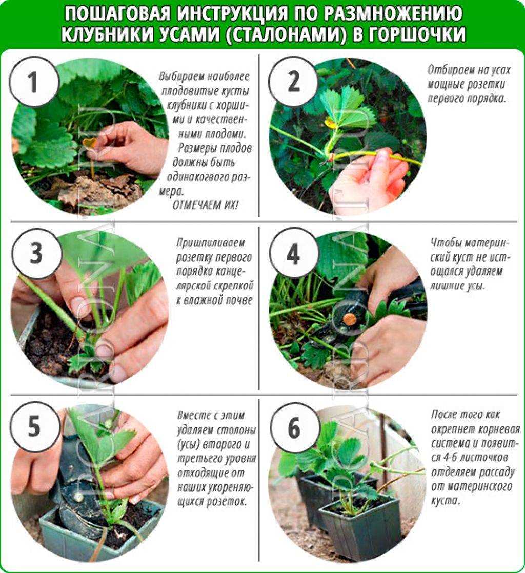 Как размножать клубнику семенами