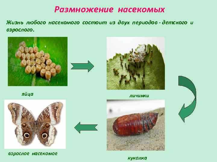 Особенности размножения насекомых. Размножение насекомых. Размножение насекомообразных.