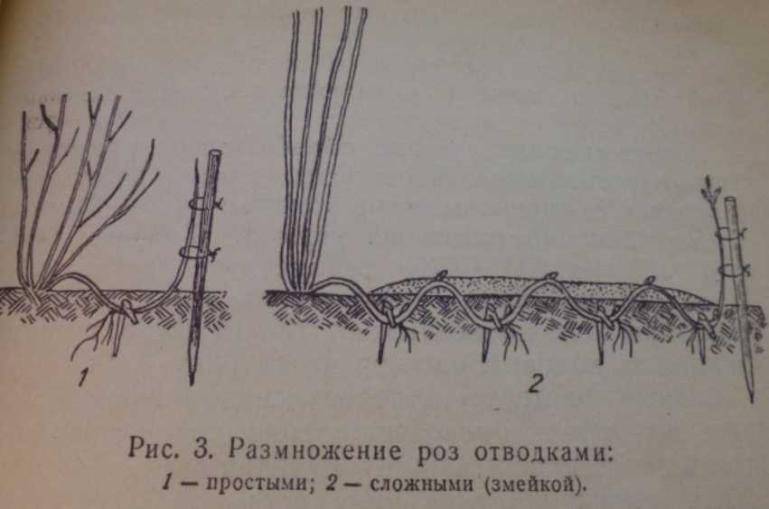 Способы размножения роз