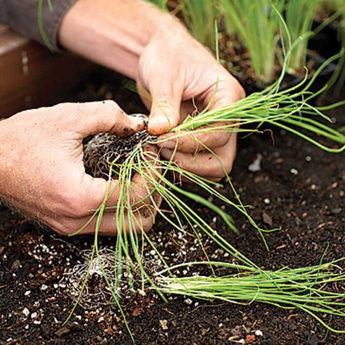 Как вырастить лук порей из семян