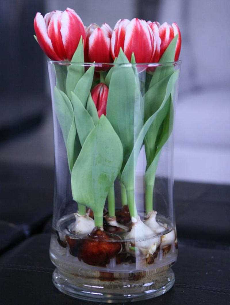 Сохранение тюльпанов при хранении