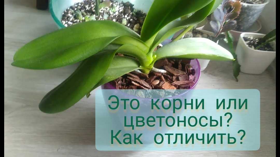 Орхидея: корень или цветонос?