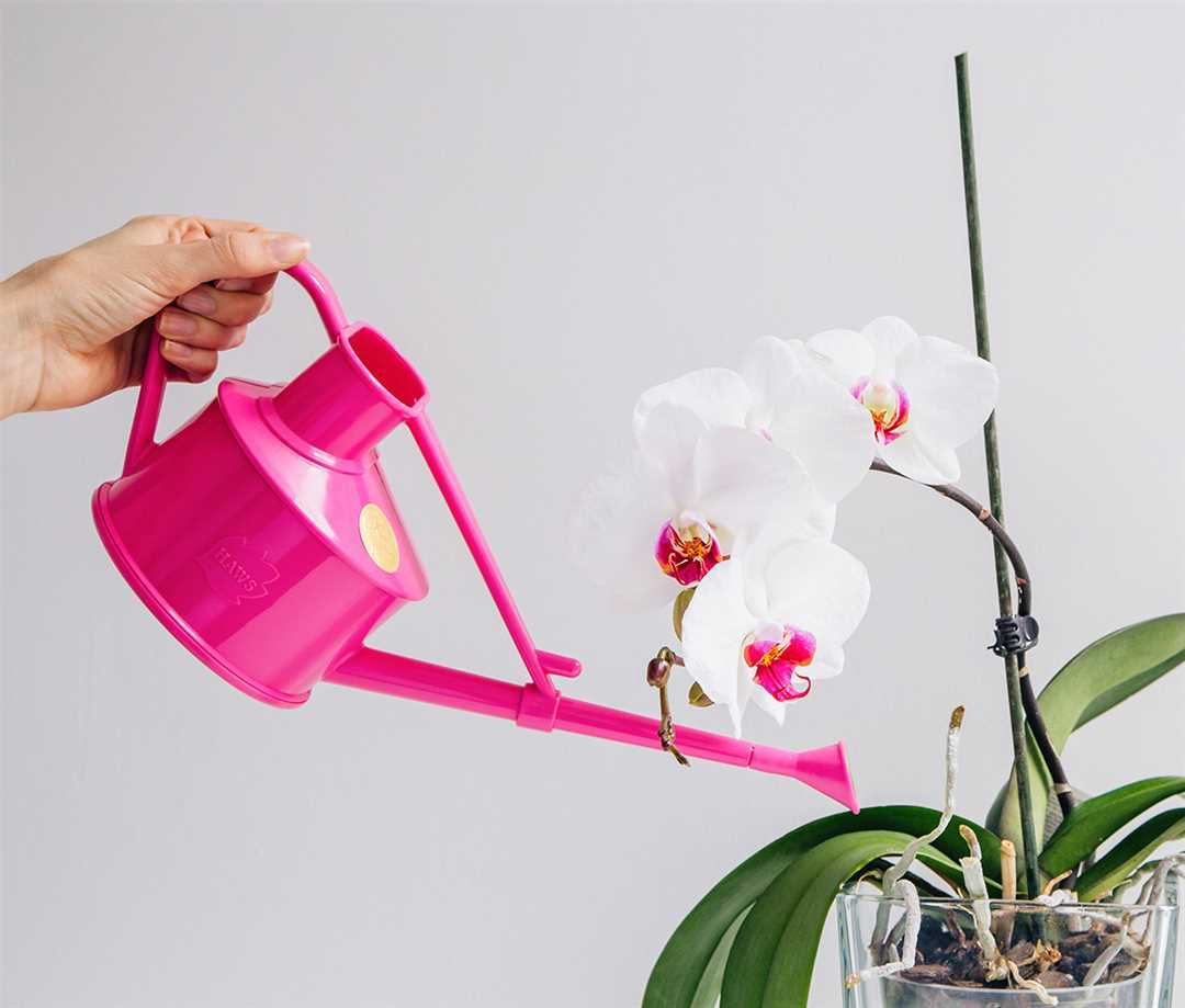 Орхидея: как ухаживать, чтобы цвела