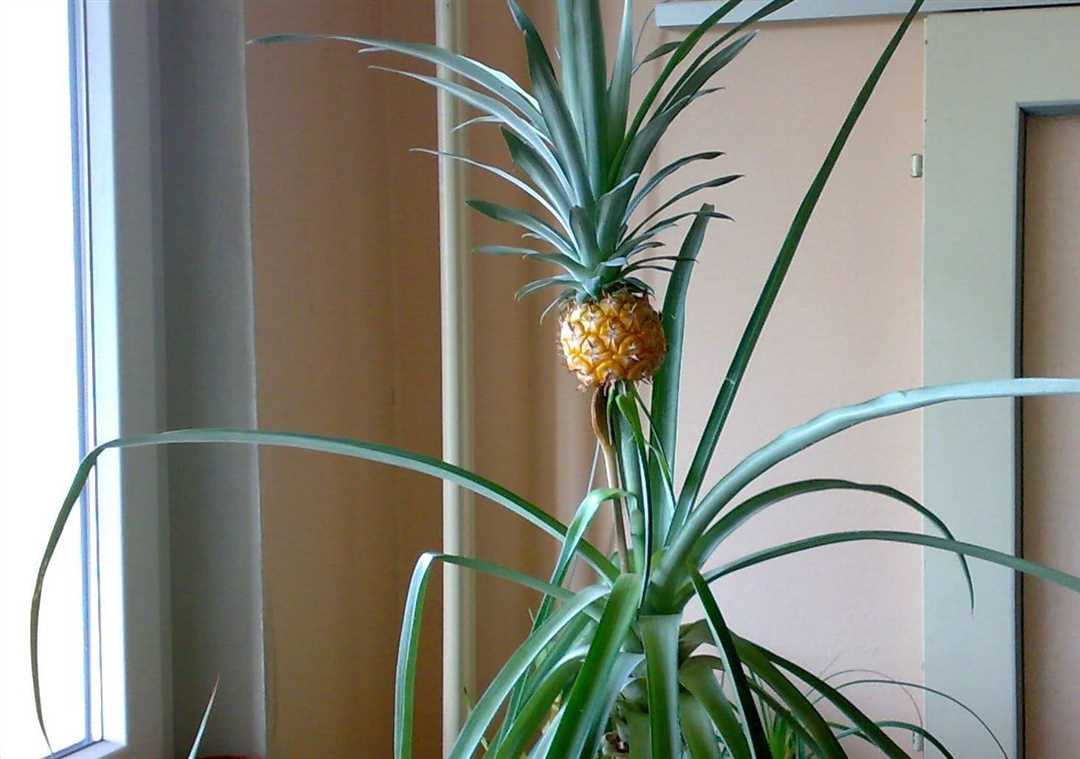 Выращивание ананаса в домашних условиях