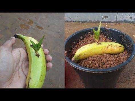 Подготовка к выращиванию банана