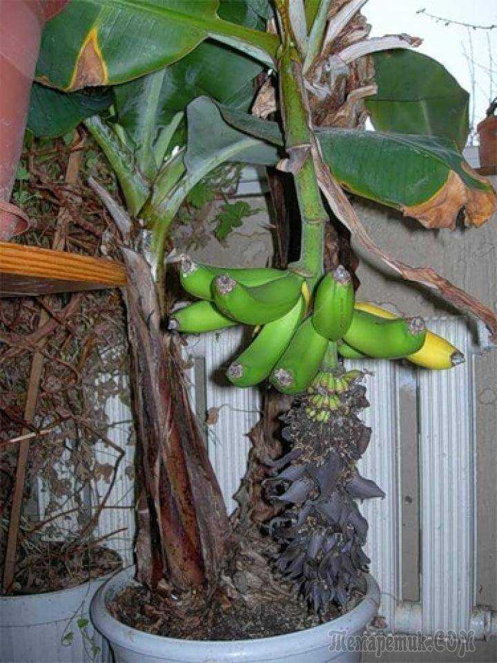 Посадка бананового семени