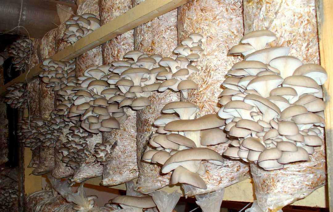 Как растет калиновый гриб?
