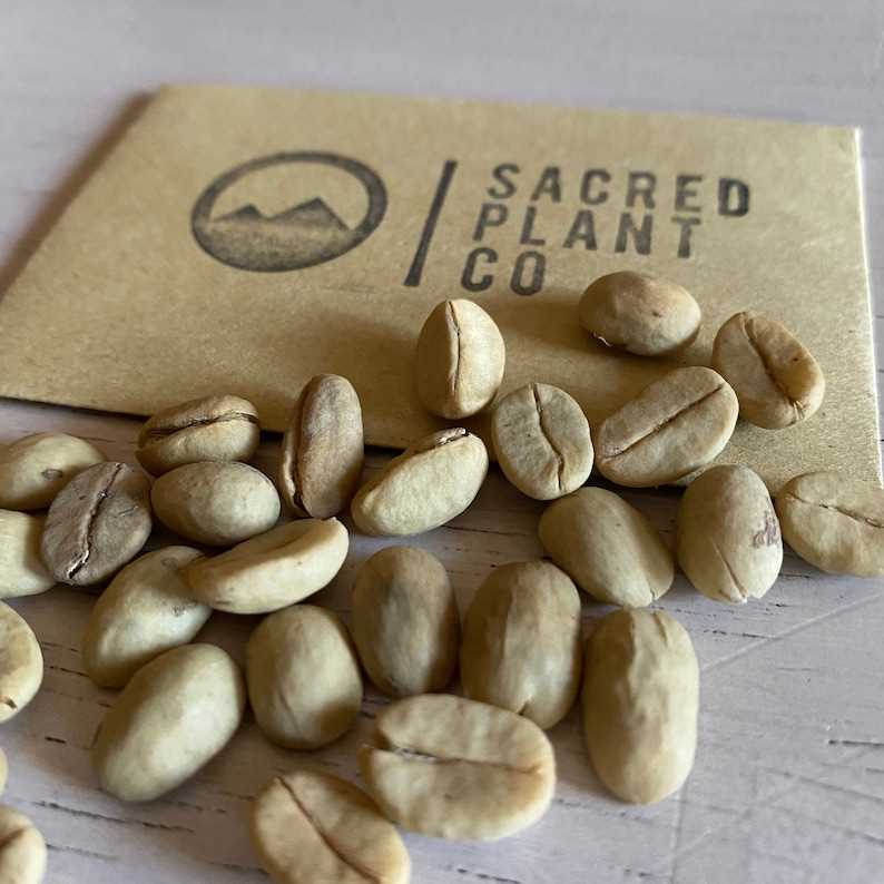 Вырастить кофейное дерево из семян