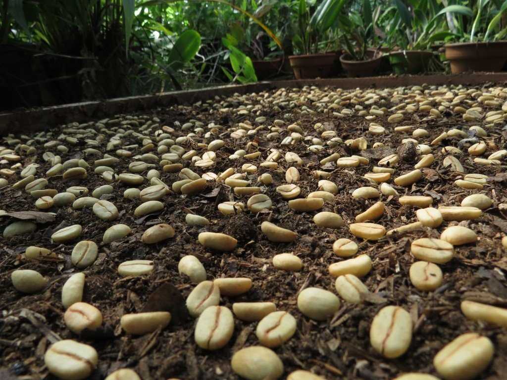 Как вырастить кофейное дерево из семени