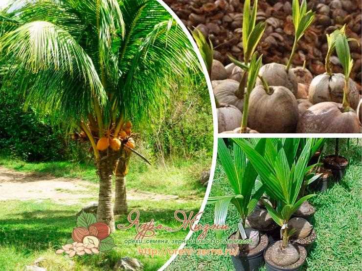 Размножение и пересадка кокоса