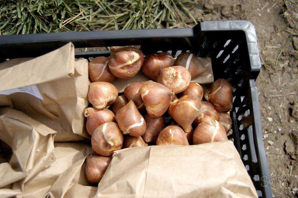 Выбор контейнера для хранения луковиц тюльпанов