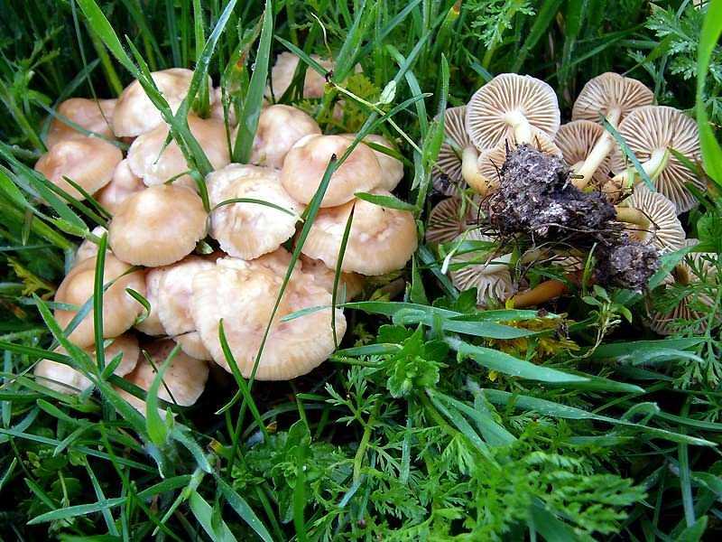Ранние грибы подмосковья