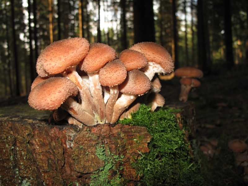 Какие грибы растут в сосновых лесах