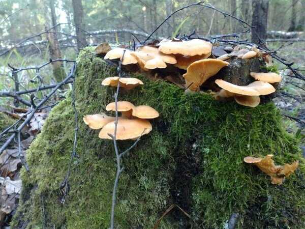 Ранние весенние грибы