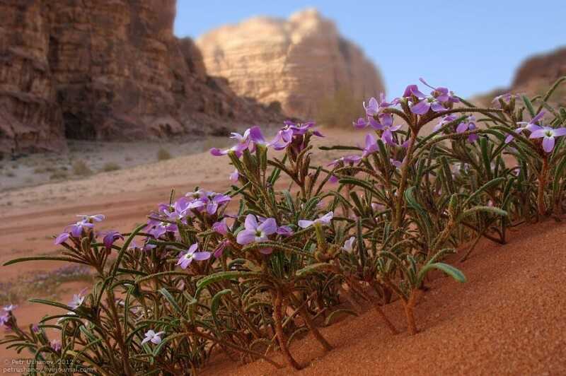 Цветы, которые хорошо растут на песчаных почвах: