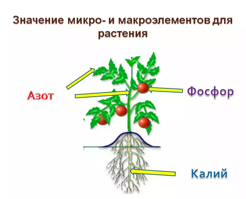 Роль магния в жизни растений