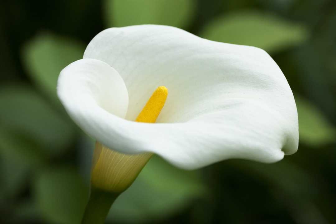 Цветы каллы: гордость садоводов и любителей флоры