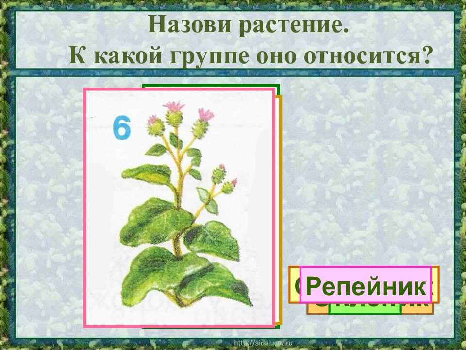 Какие группы растений включают клен