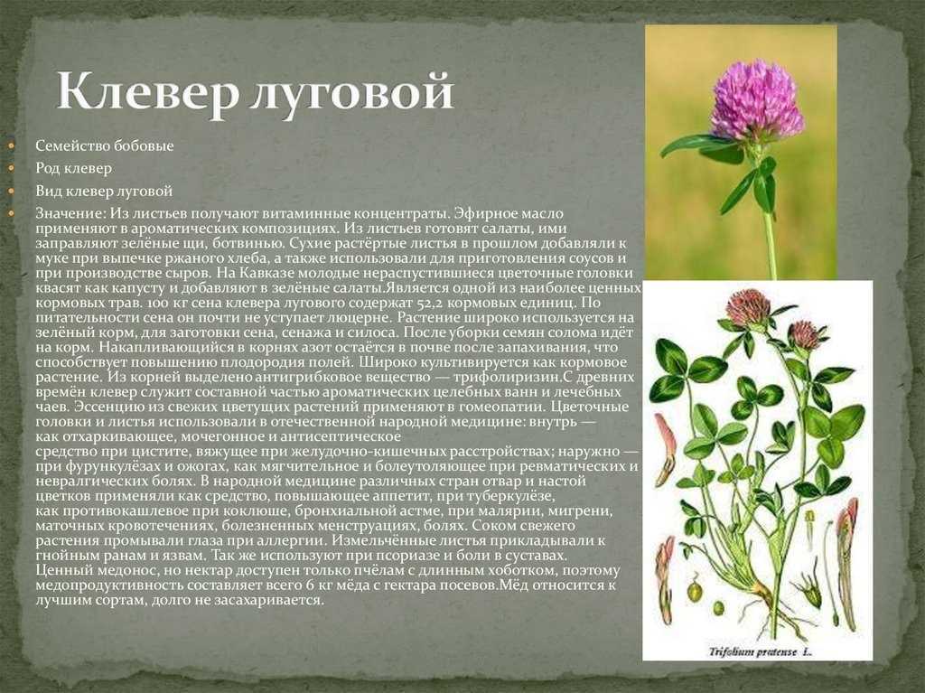 Клевер луговой: описание и особенности растения