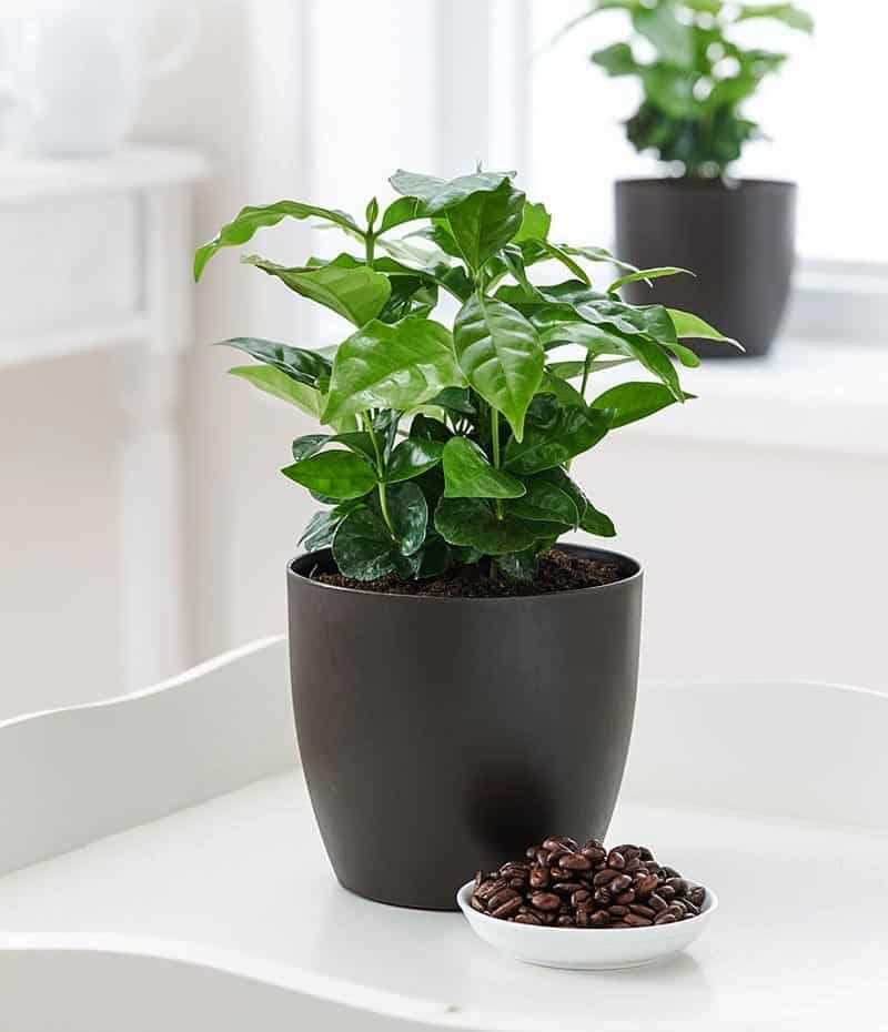 Как выглядит растение кофе арабика