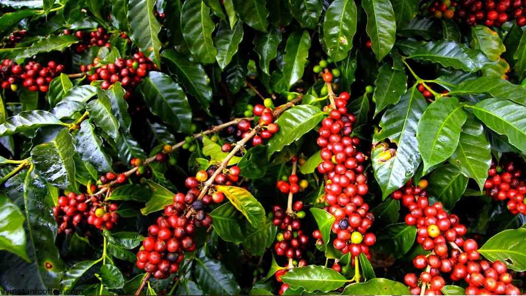 Родина и распространение кофейного дерева