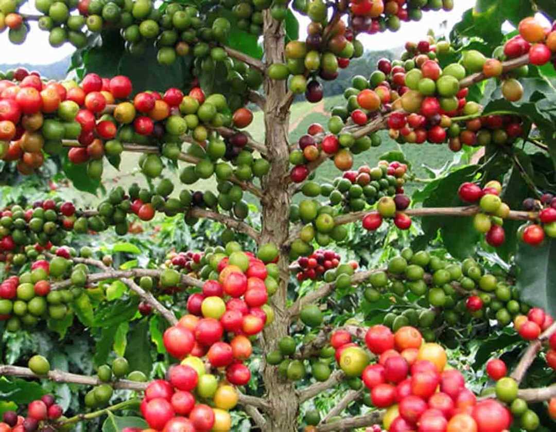 Условия выращивания кофейного дерева