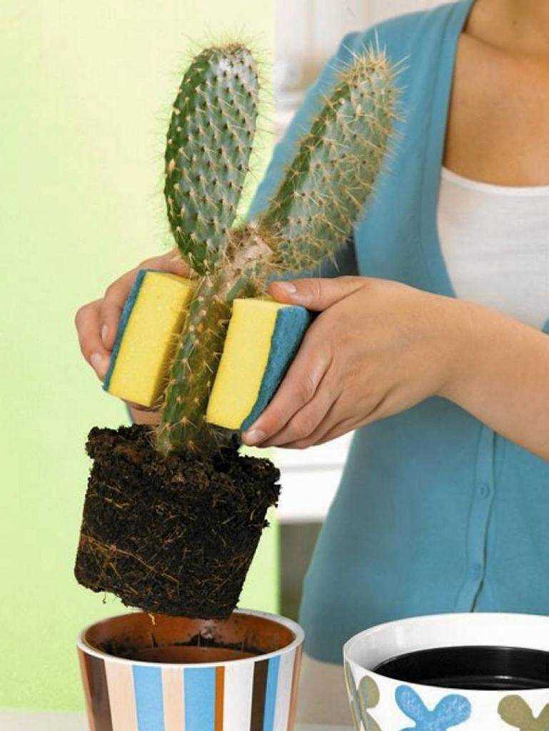 Как правильно пересаживать кактусы, чтобы избежать уколов