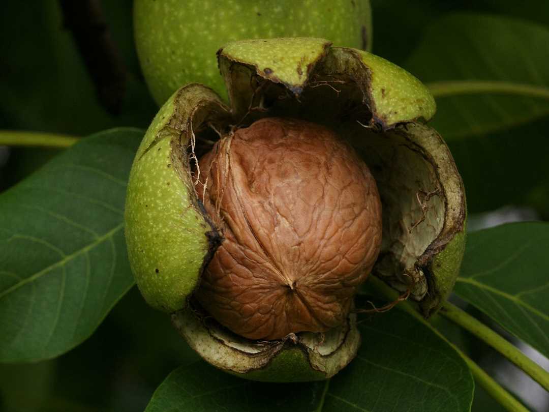 Возраст растения и появление плодов ореха